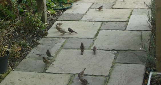 seeds on a sidewalk get trampled or eaten