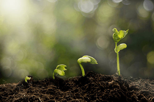 seeds in good soil tend to thrive